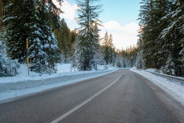 Dolomites, İtalya ilk karla kaplı Göknar ormanı