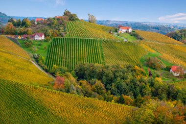sonbahar üzüm bağları