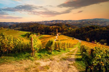 Slovenya 'nın Spicnik kentinde sonbaharı olan üzüm bağları