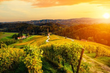 Slovenya 'nın Spicnik kentinde sonbaharı olan üzüm bağları