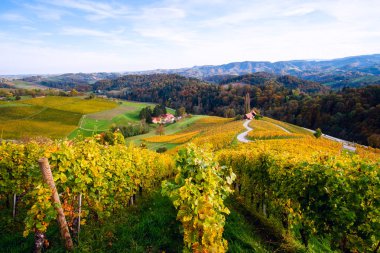Slovenya 'nın Spicnik kentinde sonbaharı olan üzüm bağları
