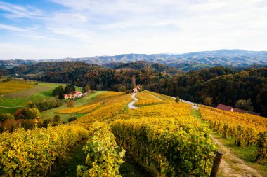 Slovenya 'nın Spicnik kentinde sonbaharı olan üzüm bağları