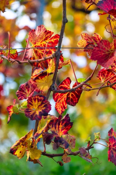 Kolory winnicy jesienią — Zdjęcie stockowe