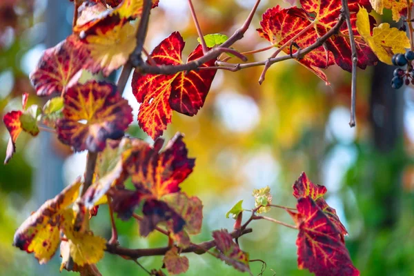 Χρώματα του αμπελώνα το φθινόπωρο — Φωτογραφία Αρχείου