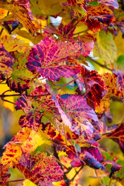 Χρώματα του αμπελώνα το φθινόπωρο — Φωτογραφία Αρχείου