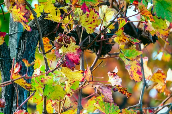 Cores da vinha no outono — Fotografia de Stock