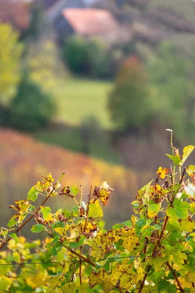 Colores del viñedo en otoño — Foto de Stock