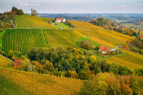 Wijngaarden in de herfst — Stockfoto