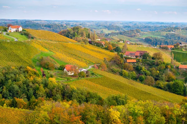 Vineyards in autumn