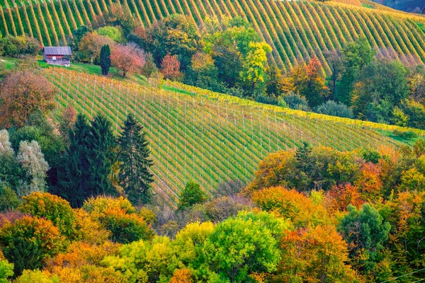 Wijngaarden in de herfst — Stockfoto