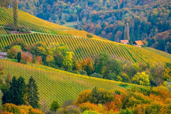 Wijngaarden in de herfst — Stockfoto