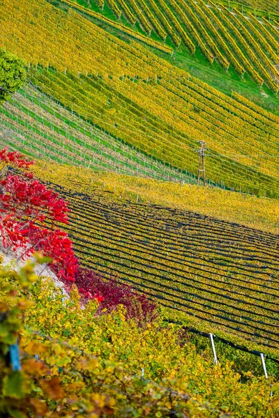 Vigneti in autunno — Foto Stock