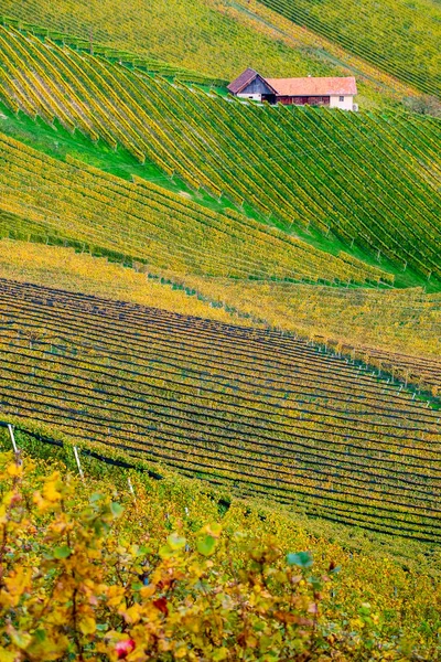 Barvy vinic na podzim — Stock fotografie