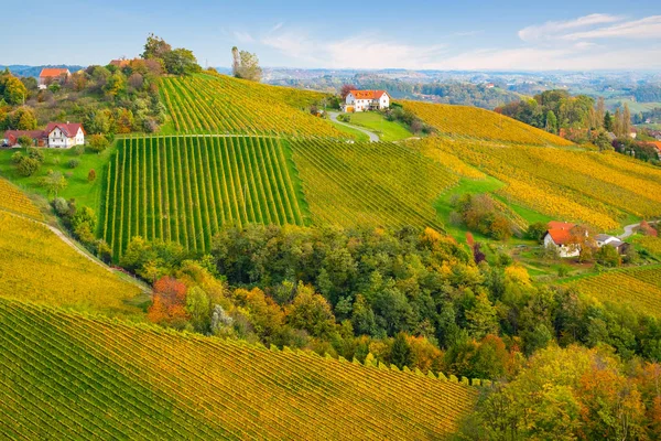 Barvy vinic na podzim — Stock fotografie