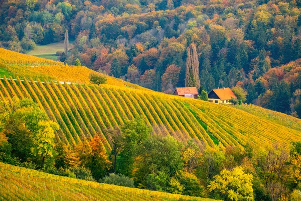 Vinice na podzim — Stock fotografie