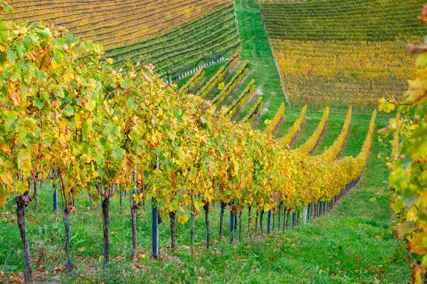 Barvy vinic na podzim — Stock fotografie