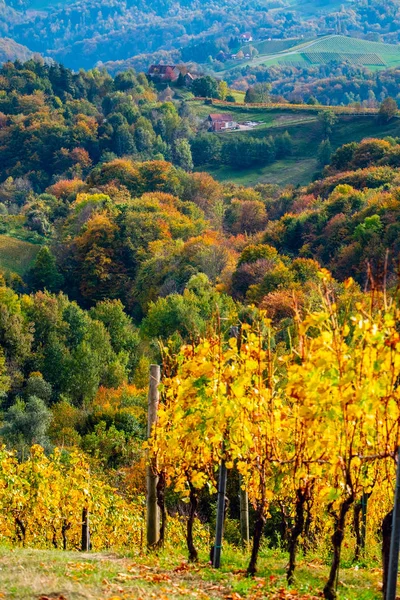 秋のブドウ畑の色 — ストック写真