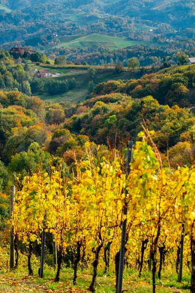 Szőlőültetvény színe ősszel — Stock Fotó