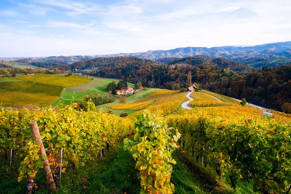 Wijngaarden met een herfst in Spicnik, Slovenië — Stockfoto