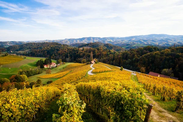 Wijngaarden met een herfst in Spicnik, Slovenië — Stockfoto