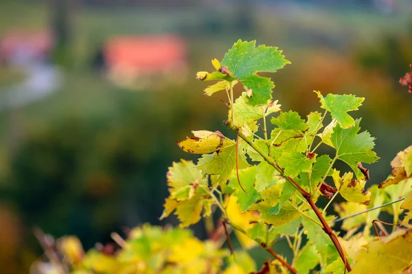 Colors of vineyard in autumn — Stock Photo, Image