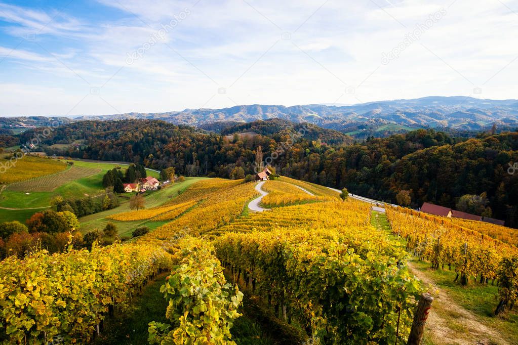 Vineyards with a autumn  in Spicnik, Slovenia