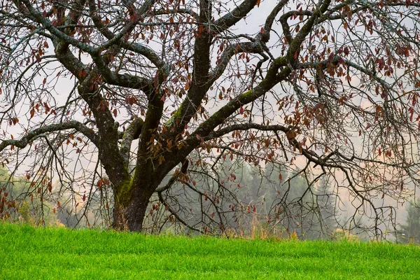 Árbol de otoño en Julia Alps — Foto de Stock