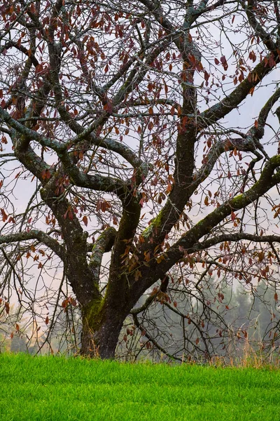 Árbol de otoño en Julia Alps — Foto de Stock