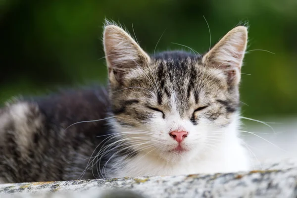 Um gato se senta no telhado — Fotografia de Stock