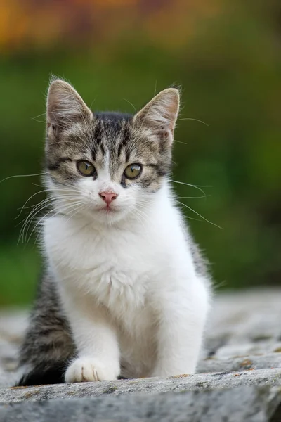 A cat sits on the roof — Stock Photo, Image