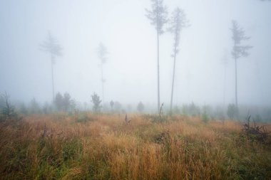 High Tatras 'ta köknar ormanı olan puslu bir manzara. 