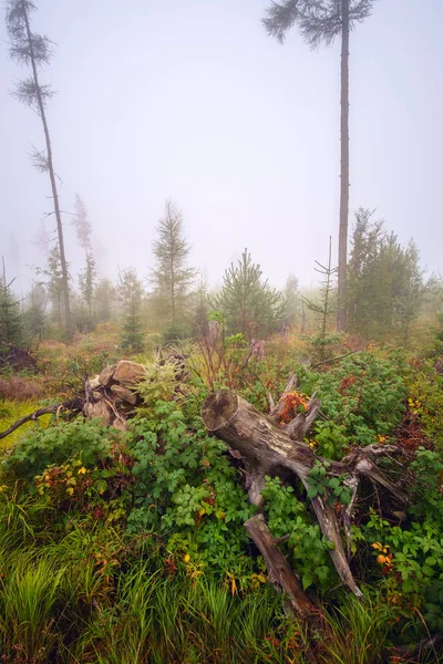 Misty landscape with fir forest in High Tatras — Stock Photo, Image