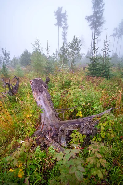 Misty τοπίο με έλατο δάσος στα όρη Τάτρα — Φωτογραφία Αρχείου