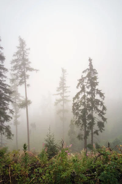 Paisaje brumoso con bosque de abeto en Altos Tatras —  Fotos de Stock