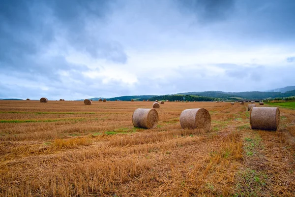 Fardos de heno en el campo después de la cosecha — Foto de Stock