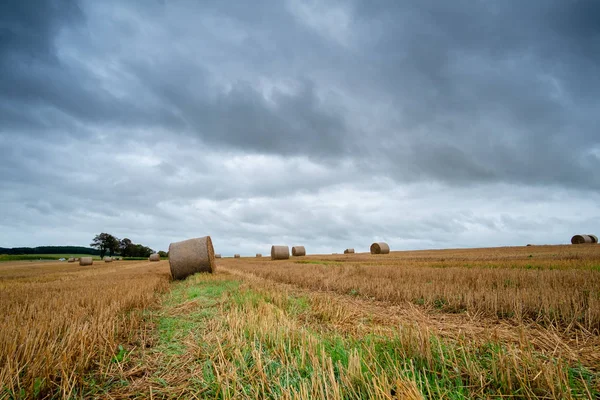 Fardos de heno en el campo después de la cosecha — Foto de Stock