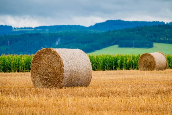 Hay bales on the field after harvest — Stock Photo, Image