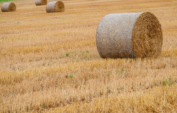 Hay bales on the field after harvest — Stock Photo, Image