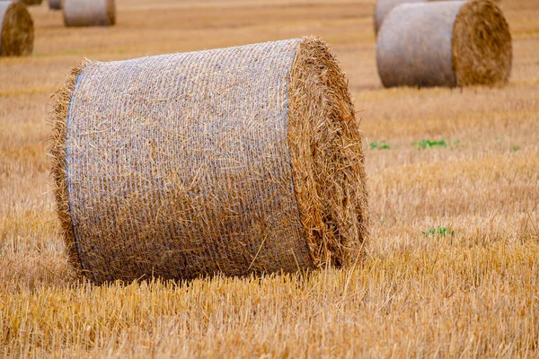 Сено тюки на поле после сбора урожая — стоковое фото