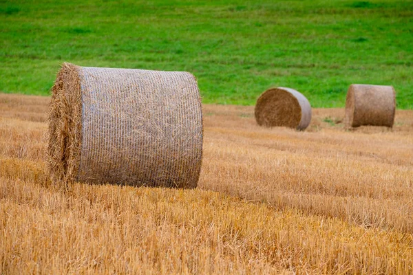 Hay bales on the field after harvest — Stock Photo, Image