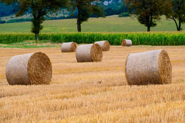 Hay bales on the field after harvest — Stock Photo, Image