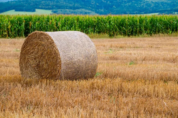 Сено тюки на поле после сбора урожая — стоковое фото
