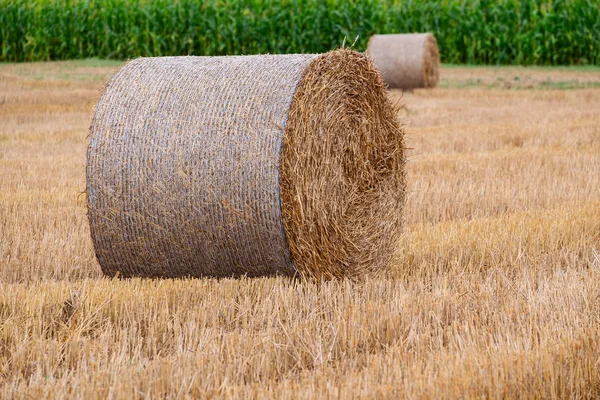 Hay bales on the field after harvest — Stock Photo, Image