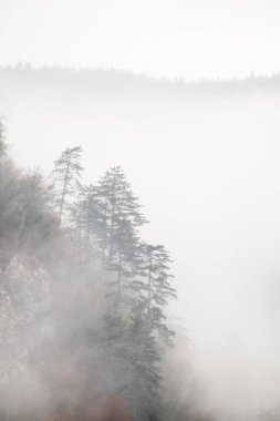 Slovenya 'daki sisli sonbahar dağlarının manzarası