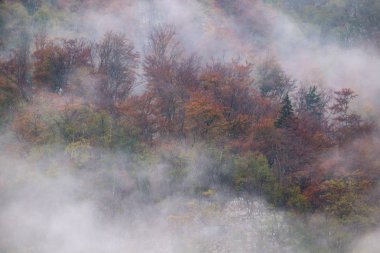Slovenya 'daki sisli sonbahar dağlarının manzarası