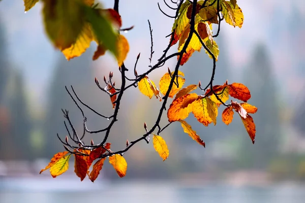 Folhas de outono cor-de-laranja no ramo de árvore — Fotografia de Stock