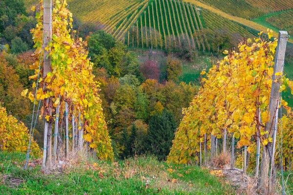 Vineyards in autumn in Slovenia