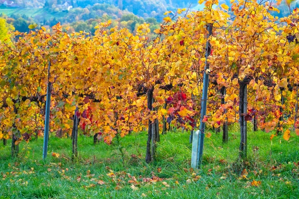 Vinice na podzim ve Slovinsku — Stock fotografie