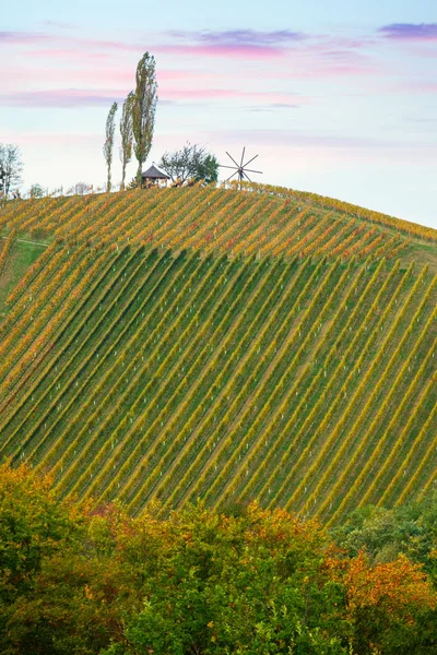 Vinice na podzim ve Slovinsku — Stock fotografie
