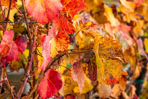 Kolorowe winnicy jesienią — Zdjęcie stockowe